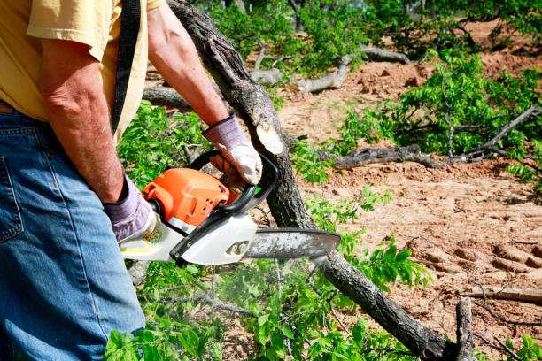 Professional Tree Services in Pierce, CO